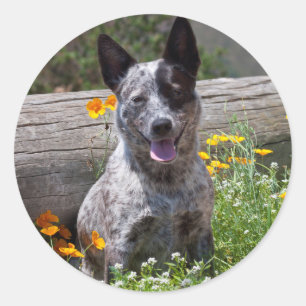 Sticker Rond USA, Californie. Guérisseur du Queensland assis 2