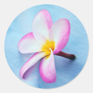Sticker Rond USA, Hawaii, Oahu, Plumeria fleurs en fleurs 2