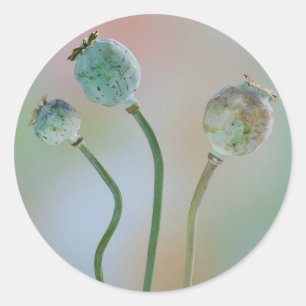 Sticker Rond USA, Washington. Close-up de Colorful Poppy Seed