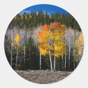 Sticker Rond Utah, États-Unis. Peupliers Trembles (Populus Trem
