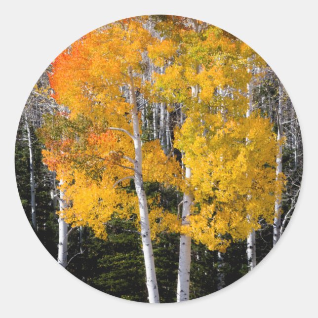 Sticker Rond Utah, USA. Arbres à peuplier (Populus Tremuloides) (Devant)