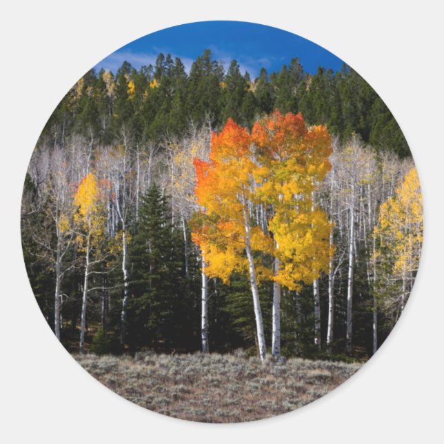 Sticker Rond Utah, USA. Arbres à peuplier (Populus Tremuloides) (Devant)