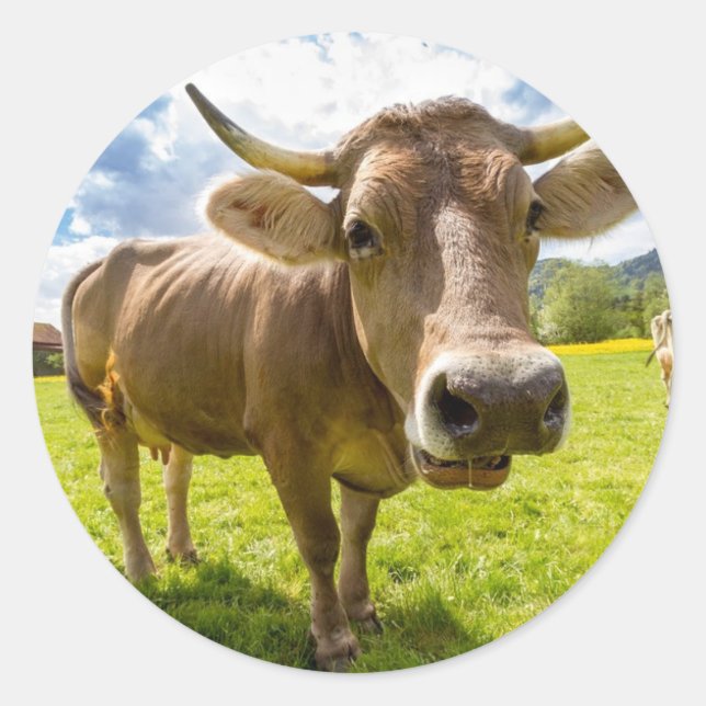 Sticker Rond Vache (Devant)