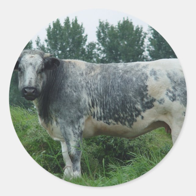 Sticker Rond Vache Bleue (Devant)