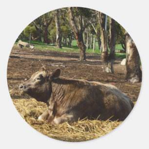 Sticker Rond Vache Brown Apporte Sur Le Foin,