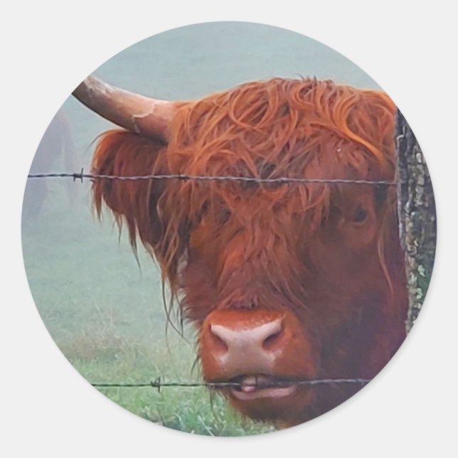 Sticker Rond Vache de Highland mordant une clôture de fil (Devant)