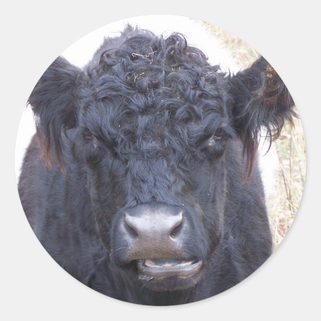 Sticker Rond Vache galloway ceinturée - Emma (Devant)