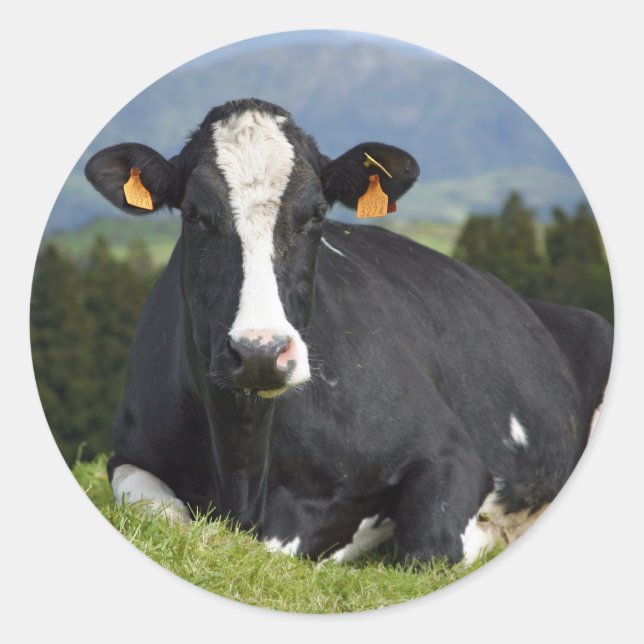 Sticker Rond Vache Holstein (Devant)