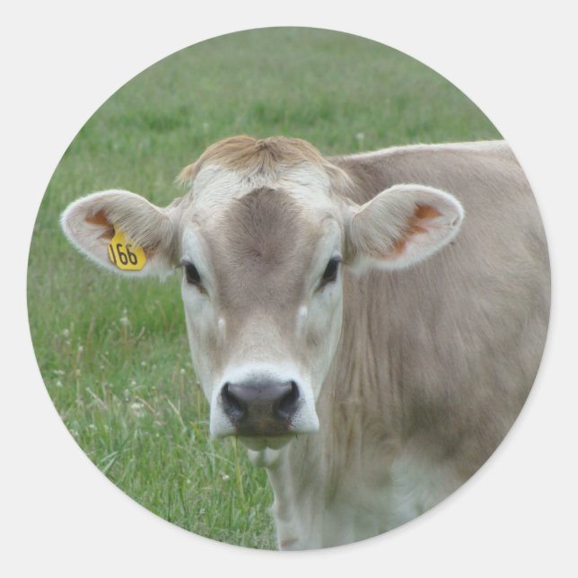 Sticker Rond Vache jersey douce (Devant)