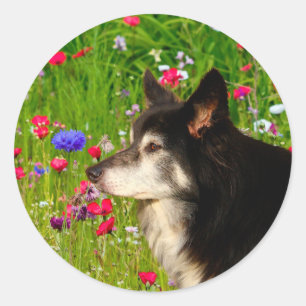Sticker Rond Valentine Frontière Collie avec de belles fleurs