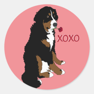 Sticker Rond Valentines Bernese Mountain Dog