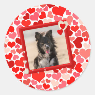 Sticker Rond Valentines Frontière Collie Coeurs de chien