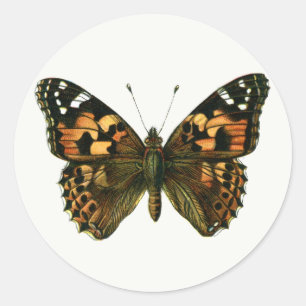 Sticker Rond Vanessa cardui - Le Papillon Peint de la Dame Keyc
