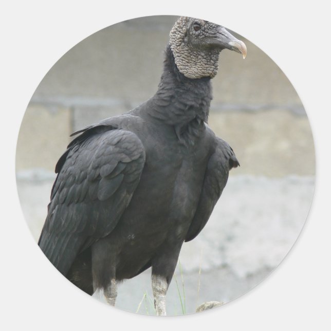 Sticker Rond Vautour Noir Sur La Colline (Devant)