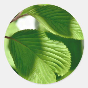 Sticker Rond Vert feuilles