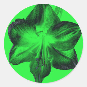 Sticker Rond Vert foncé sur vert clair Amaryllis