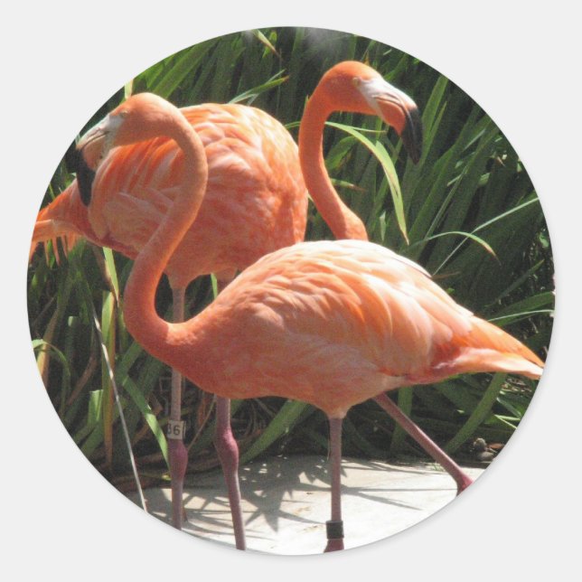 Sticker Rond Vestige de Flamants roses (Devant)