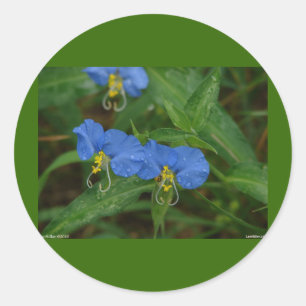 Sticker Rond Vêtements et Cadeaux de Comméline Asiatique Bleue