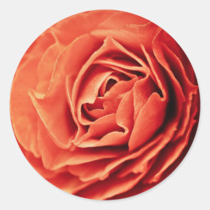 Sticker Rond vie rose