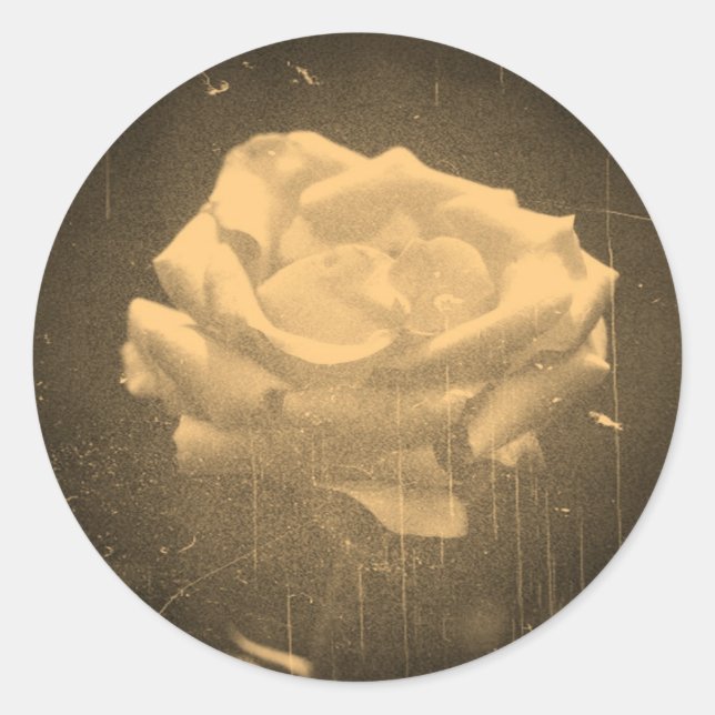 Sticker Rond Vieux Photo Belle Rose Rose Gros plan (Devant)