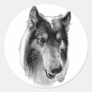 Sticker Rond Vigilant & Calme – Collie