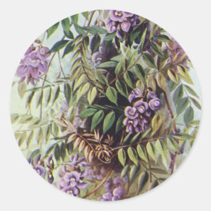 Sticker Rond Vintage Américaine Wisteria Fleurs violettes Flora