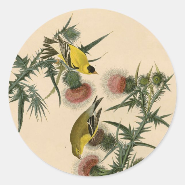 Sticker Rond Vintage Audubon American Goldfinch Peinture d'oise (Devant)