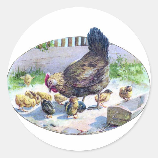Sticker Rond Vintage Hen et Chicks (Devant)