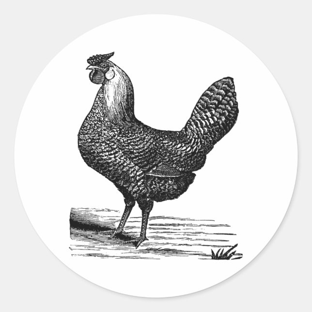 Sticker Rond Vintage vecteur poulet vintage 1900 (Devant)