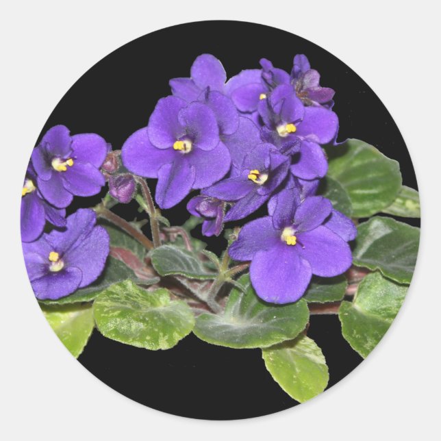 Sticker Rond Violet africain (Devant)