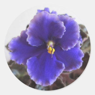 Sticker Rond Violet africain en floraison