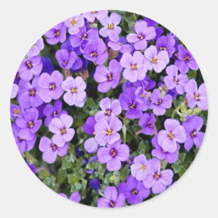 Sticker Rond Violets