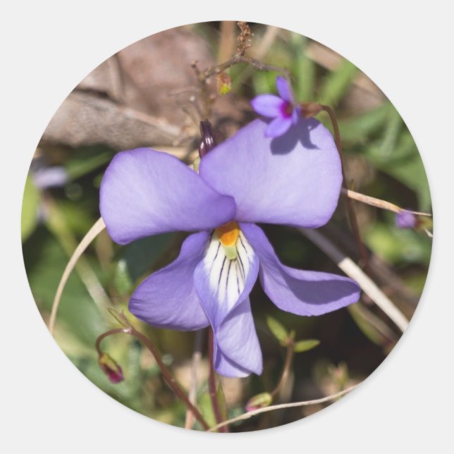 Sticker Rond Violette à pieds d'oiseau avec bluets (Devant)