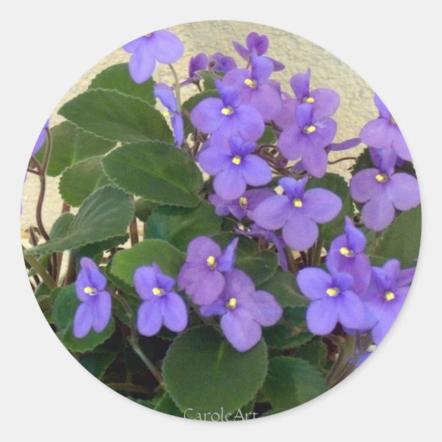 Sticker Rond Violettes bleues bleues bleues (Devant)