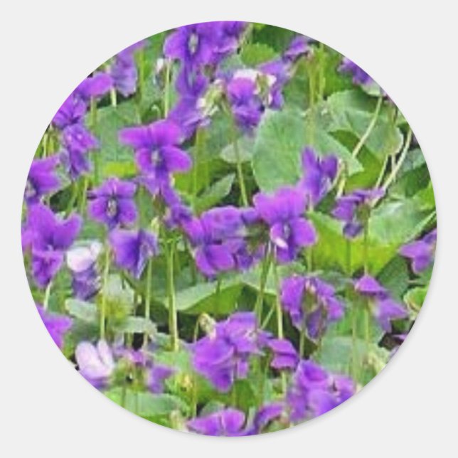 Sticker Rond Violettes en bois du Wisconsin (Devant)