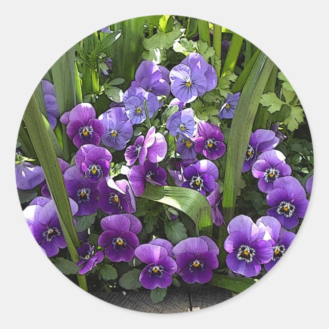 Sticker Rond Violettes violettes (Devant)