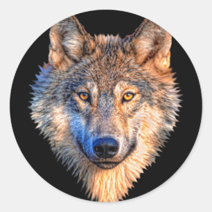 Sticker Rond Visage animal loup. Tête de loup gris effrayant