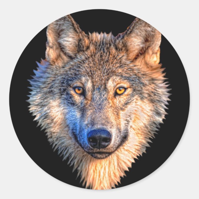 Sticker Rond Visage animal loup. Tête de loup gris effrayant (Devant)