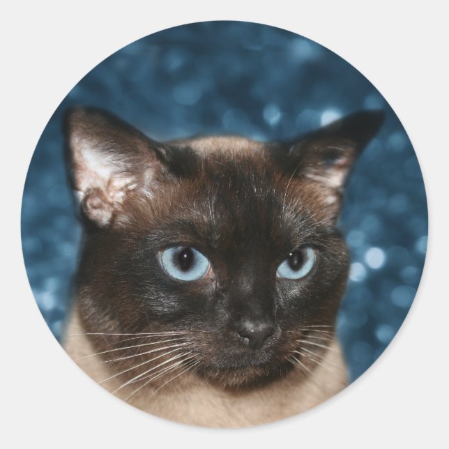 Sticker Rond visage de chat siamois (Devant)