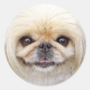 Sticker Rond Visage de chien Pekingese