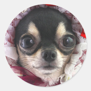 Sticker Rond Visage de Chihuahua noir mignon