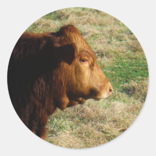 Sticker Rond Visage de la vache taureau Brown