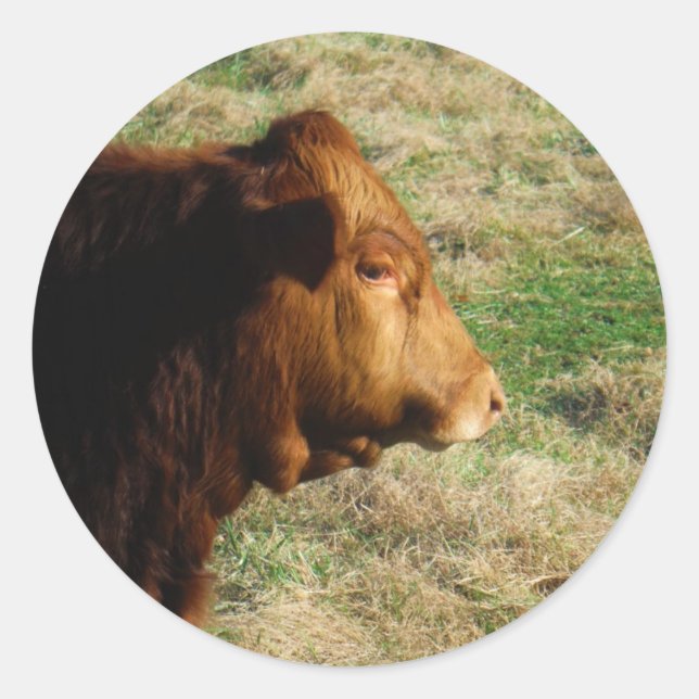 Sticker Rond Visage de la vache taureau Brown (Devant)