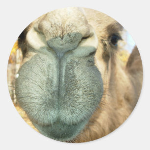 Sticker Rond Visage du chameau