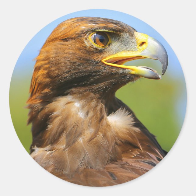 Sticker Rond Vision d'un bel aigle d'or jeune (Devant)
