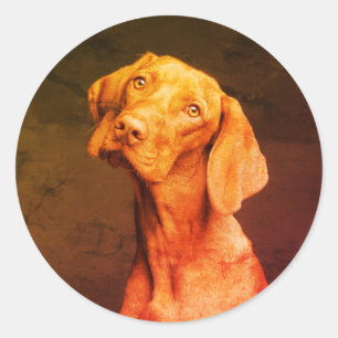 Sticker Rond Vizsla