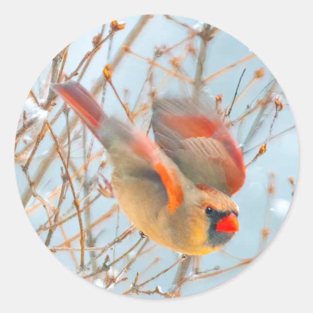 Sticker Rond Vol Cardinal Nord - Photo originale (Devant)