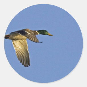 Sticker Rond Voler de Mallard