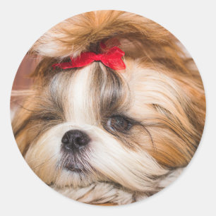 Sticker Rond Votre chiot chien animal de compagnie photo person