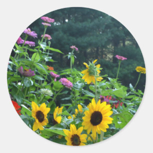 Sticker Rond Vue jardin- tournesol, marguerites, cosmos